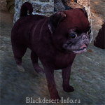 питомцы собаки в black desert online