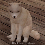 питомцы лисы в black desert online