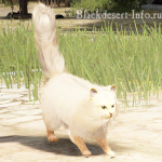 питомцы кошки в black desert online