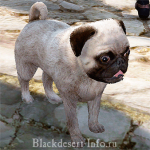 питомцы собаки в black desert online
