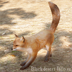 питомцы лисы в black desert online